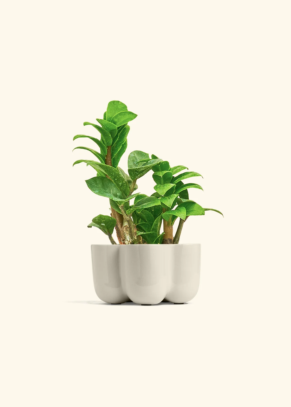 ZZ Plant 'Zenzi' - Image 38