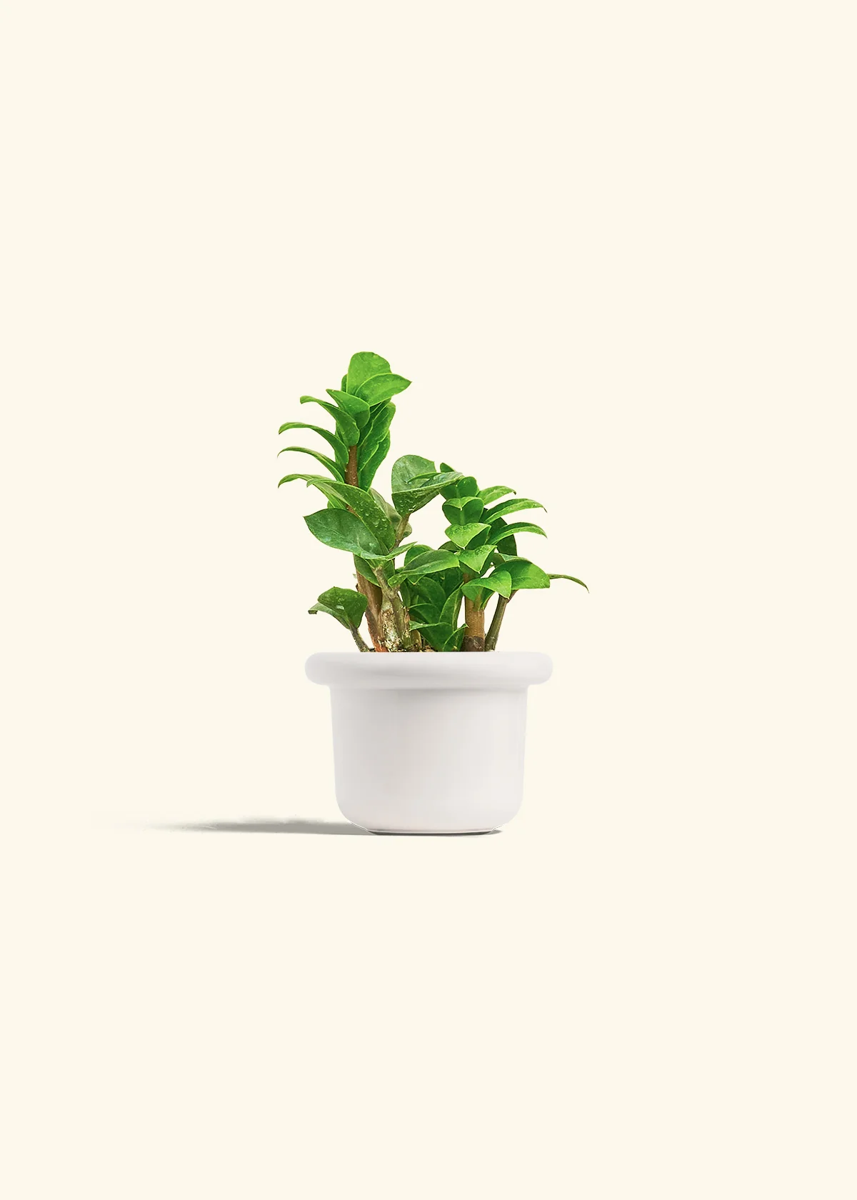 ZZ Plant 'Zenzi' - Image 4