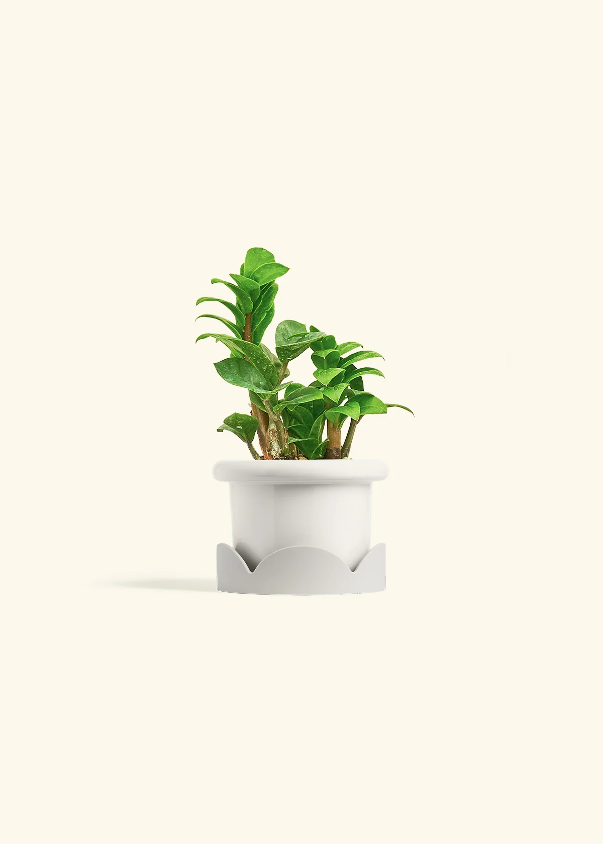 ZZ Plant 'Zenzi' - Image 6