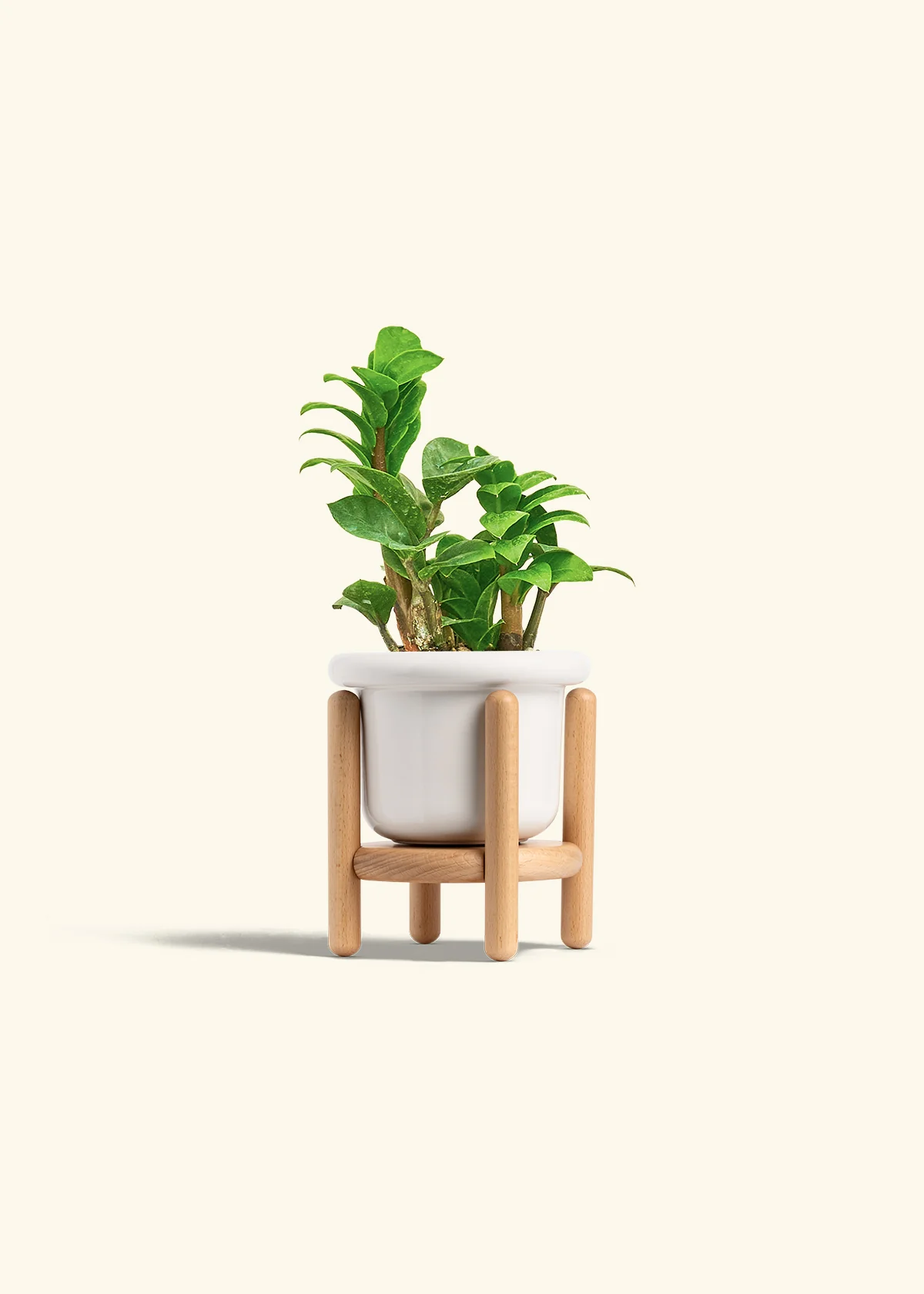 ZZ Plant 'Zenzi' - Image 7