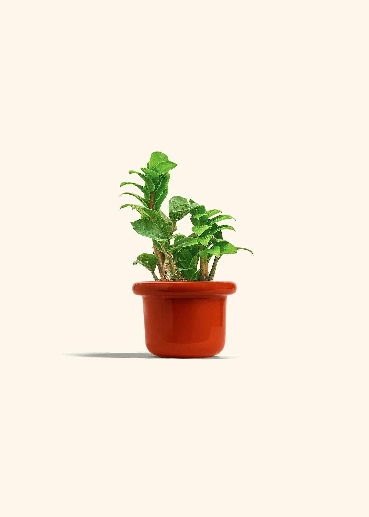 ZZ Plant 'Zenzi' - Image 8