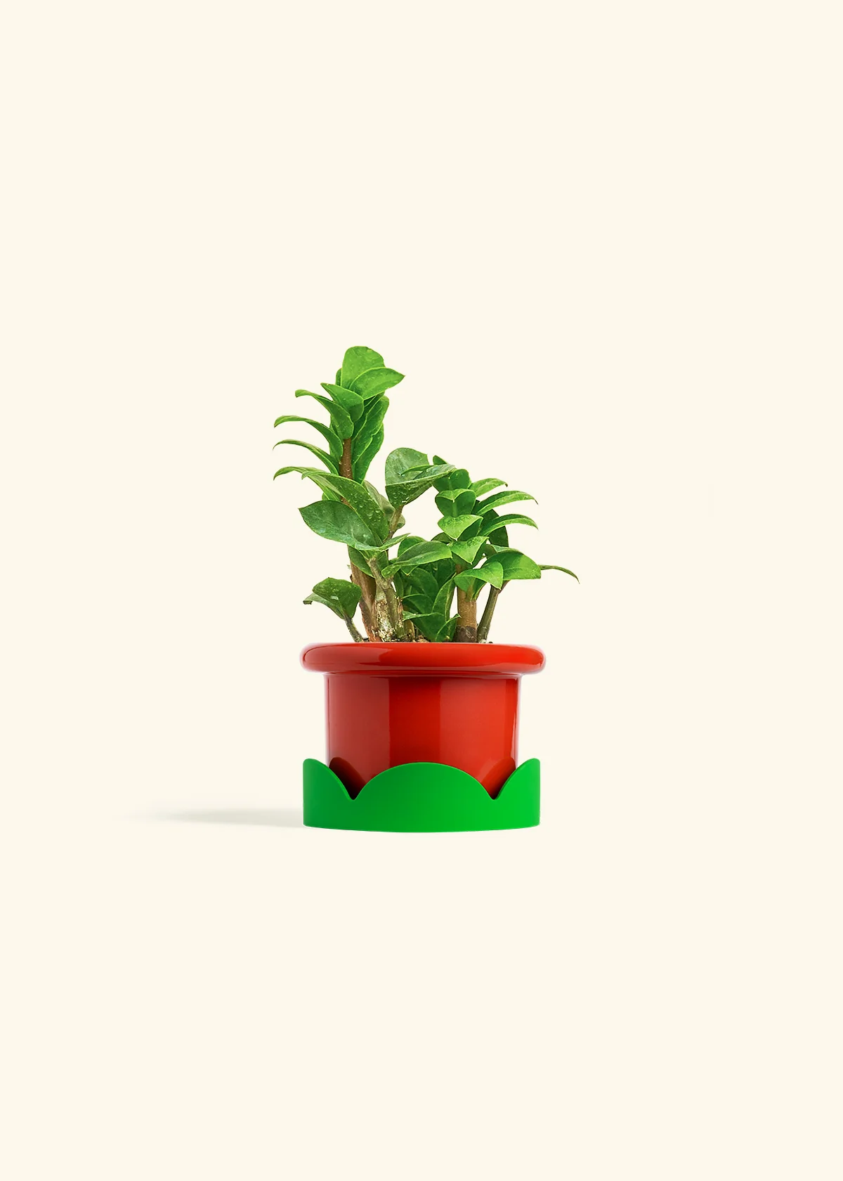 ZZ Plant 'Zenzi' - Image 9