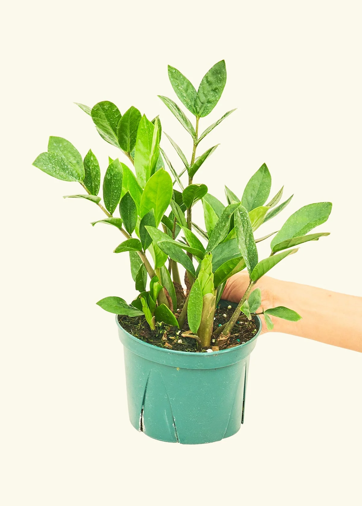 ZZ Plant - Image 10