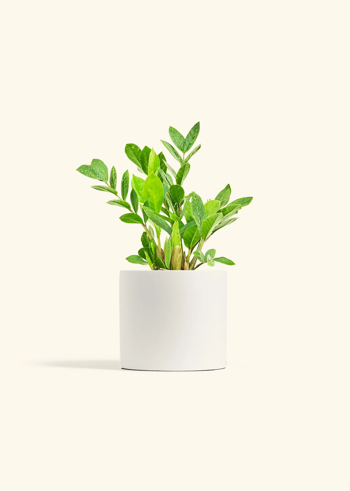 ZZ Plant - Image 11