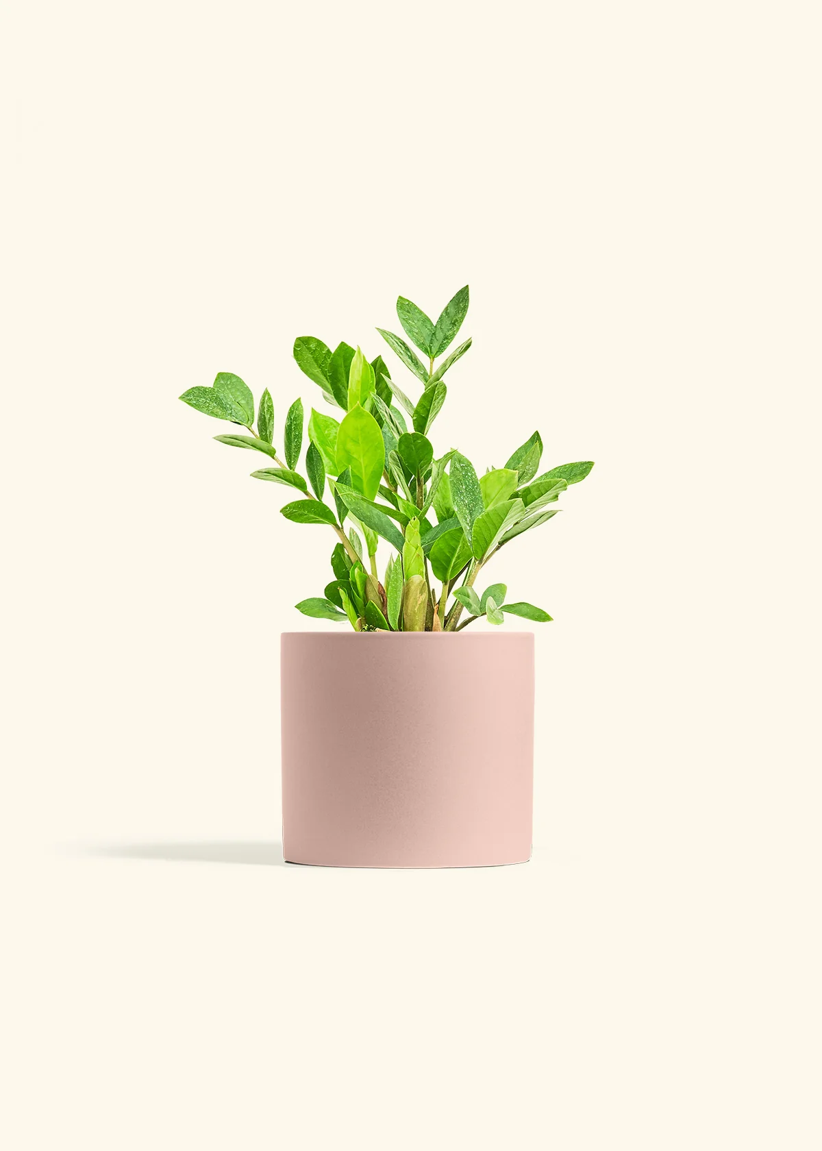 ZZ Plant - Image 12