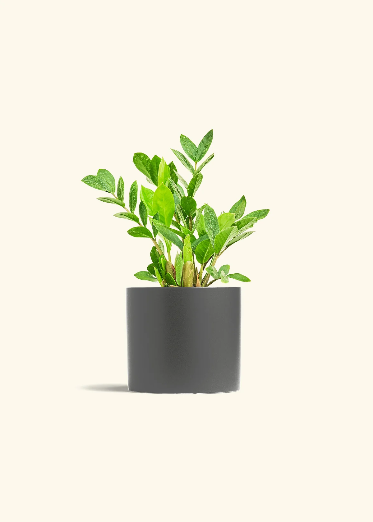 ZZ Plant - Image 13