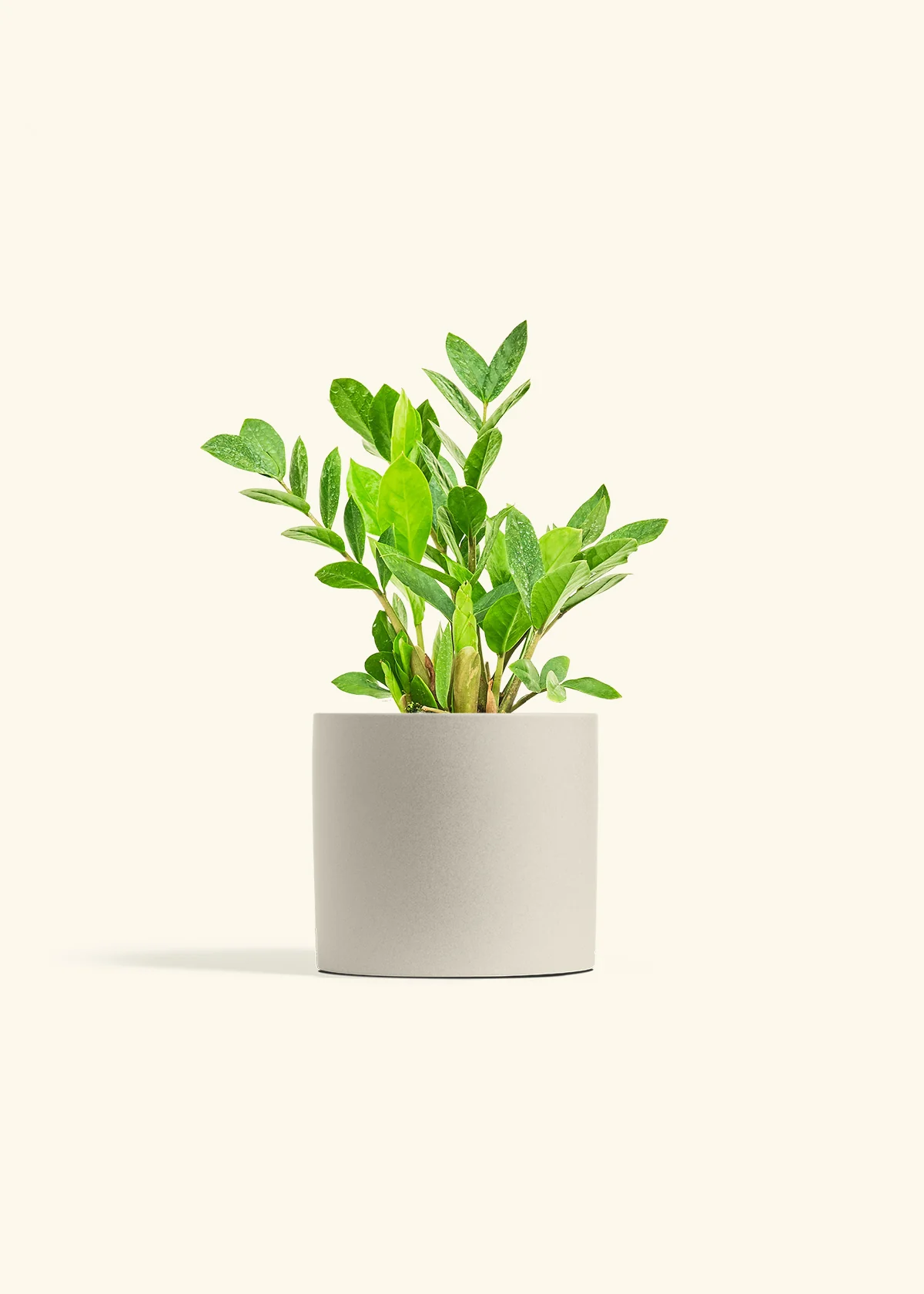 ZZ Plant - Image 14