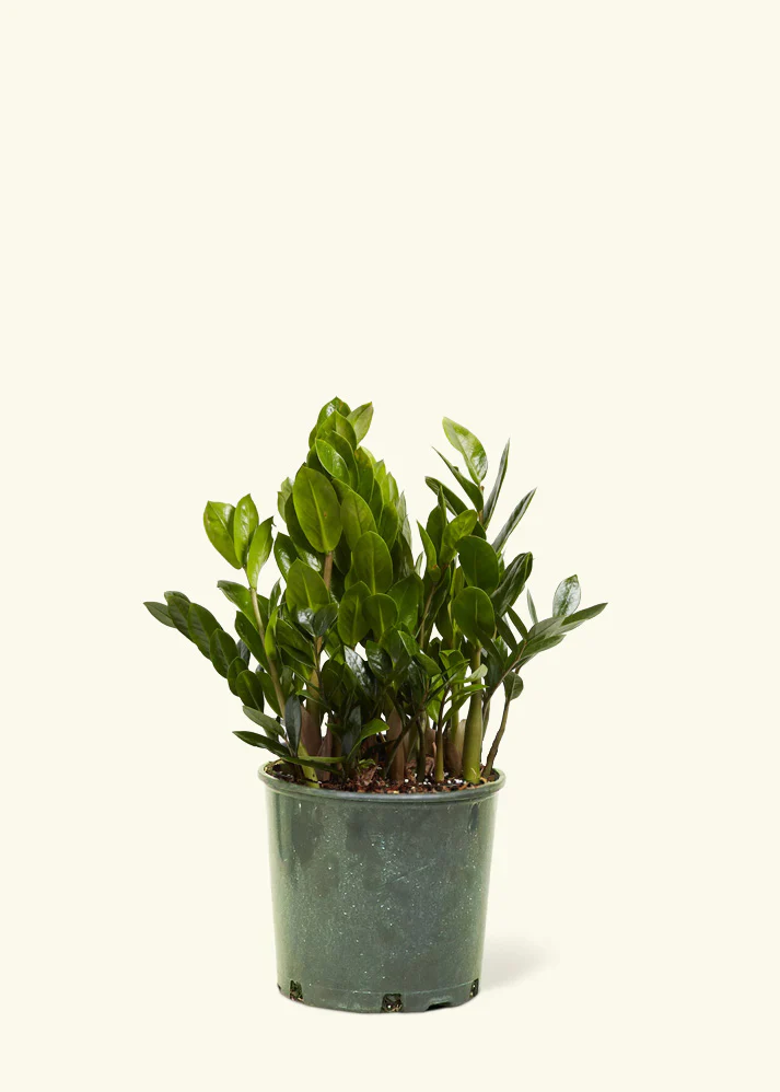 ZZ Plant - Image 15