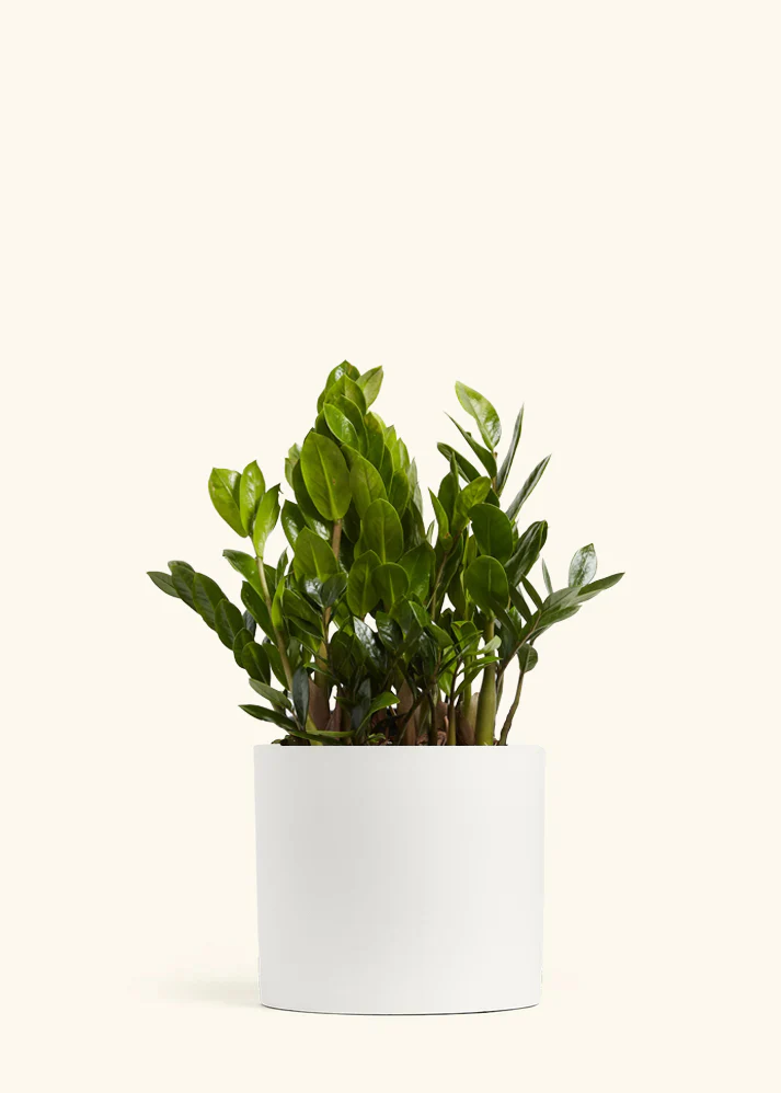 ZZ Plant - Image 16
