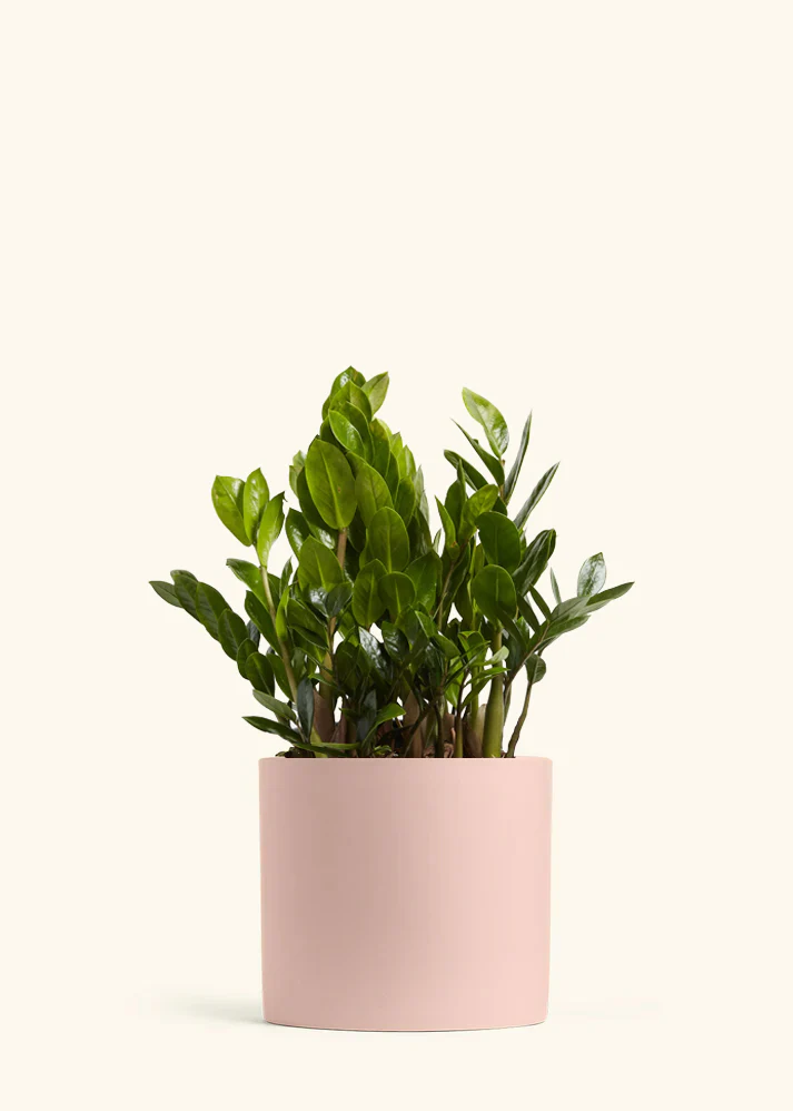 ZZ Plant - Image 17