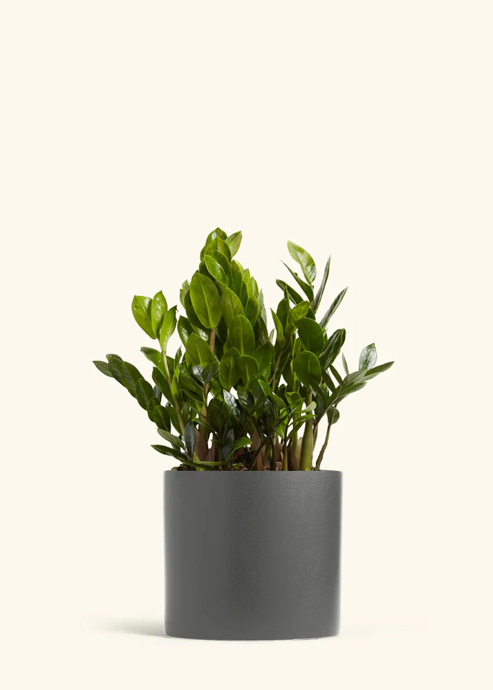 ZZ Plant - Image 18