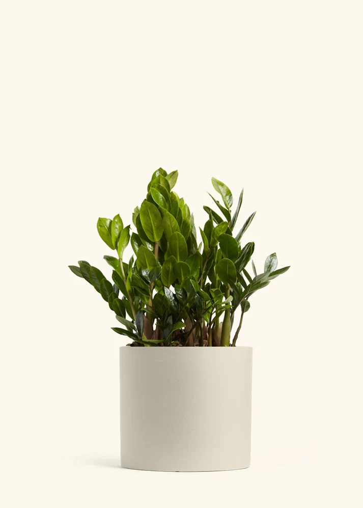 ZZ Plant - Image 19