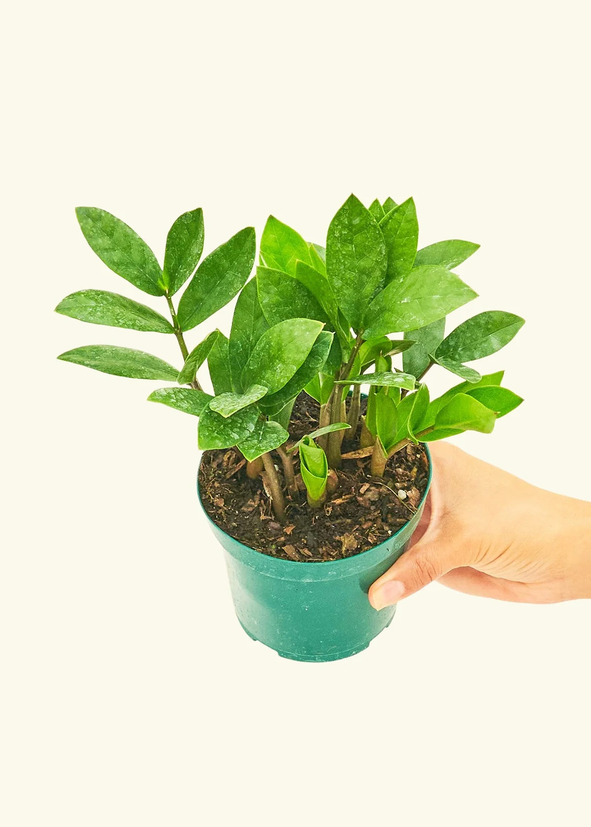ZZ Plant - Image 3