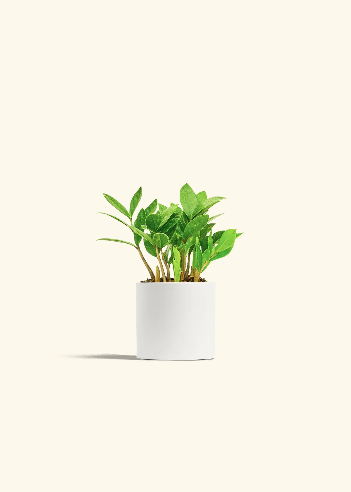 ZZ Plant - Image 4
