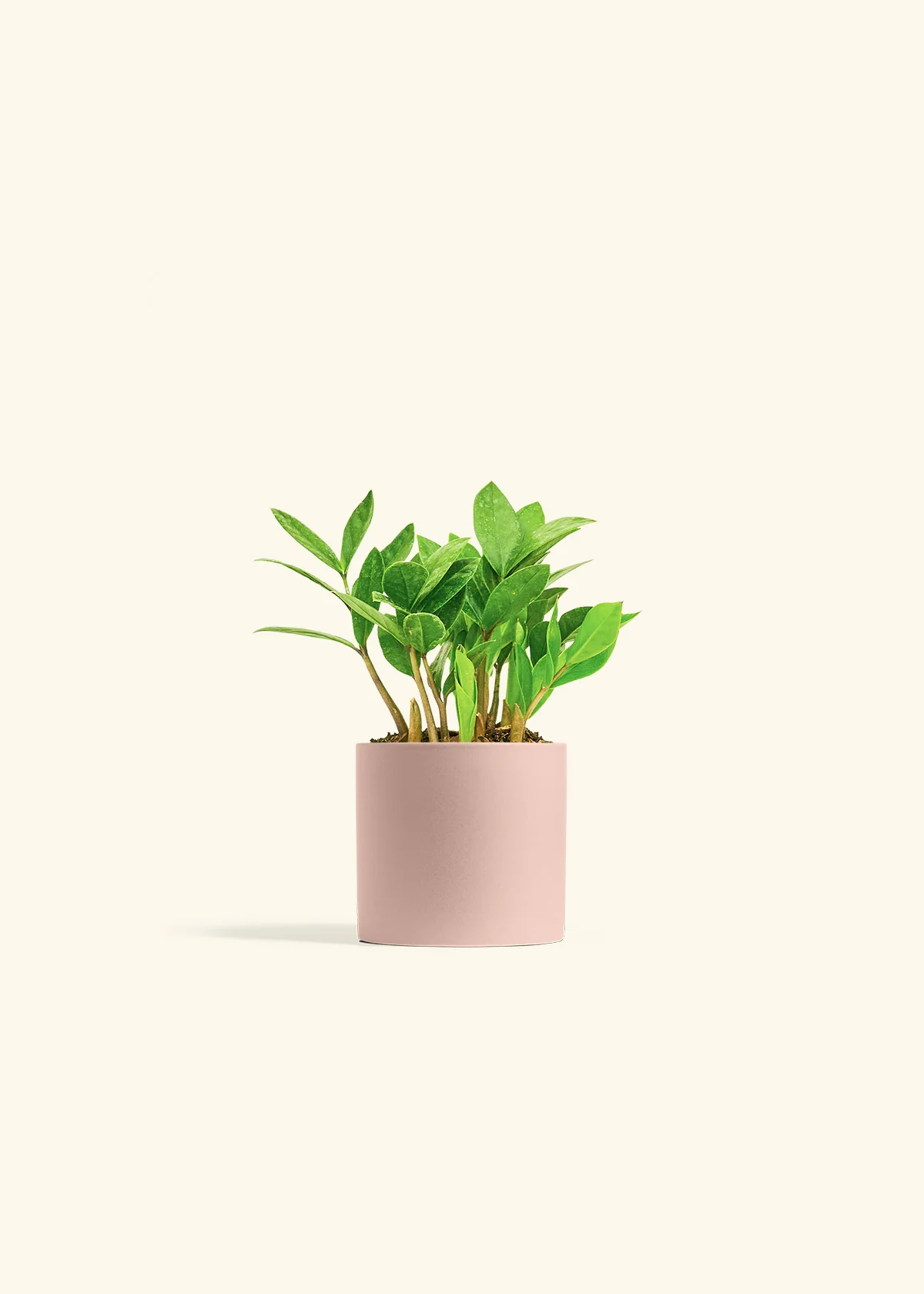 ZZ Plant - Image 5