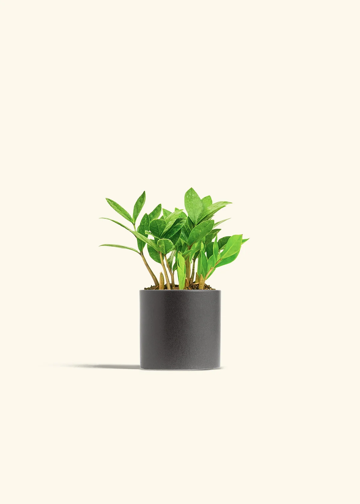 ZZ Plant - Image 6
