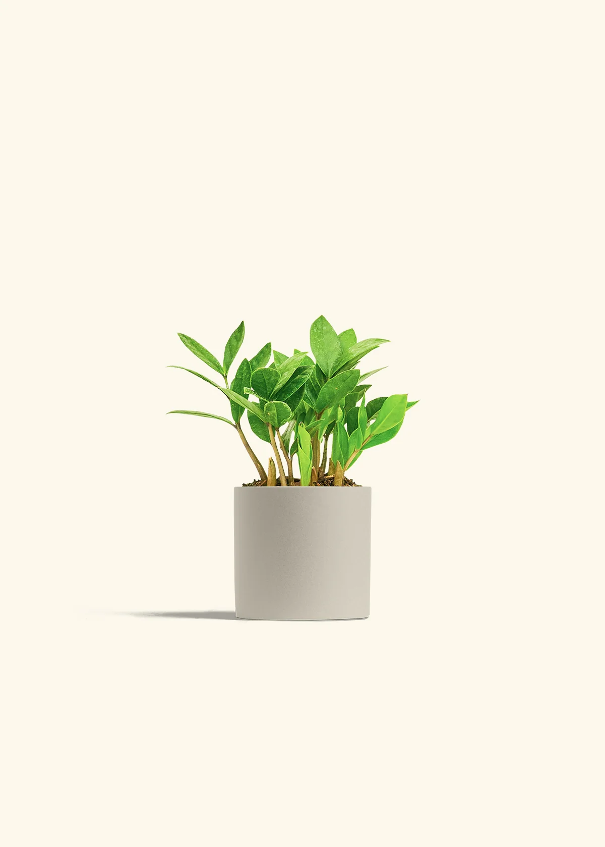 ZZ Plant - Image 7