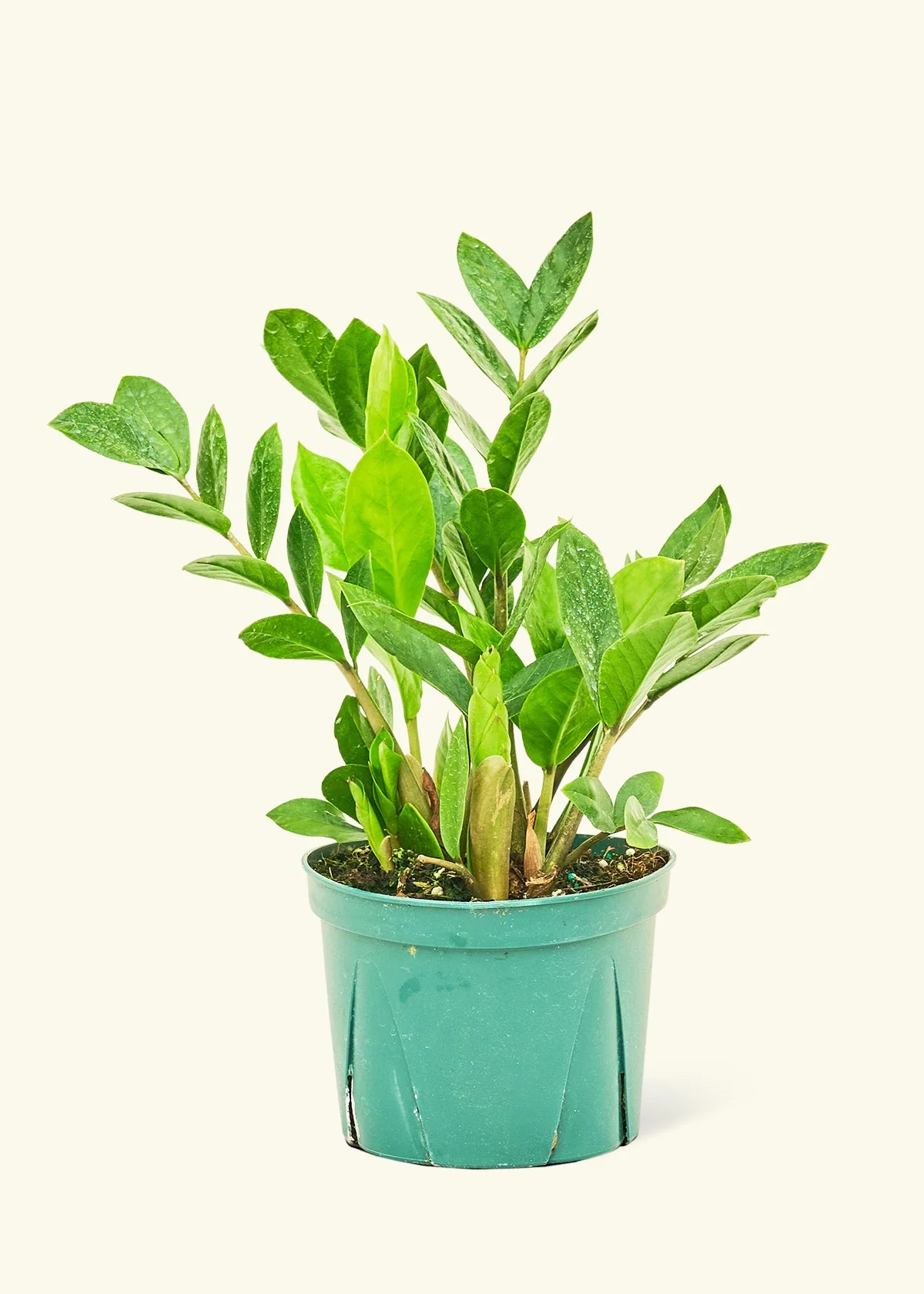 ZZ Plant - Image 8