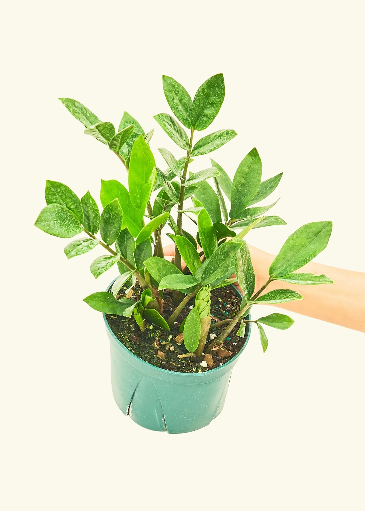ZZ Plant - Image 9